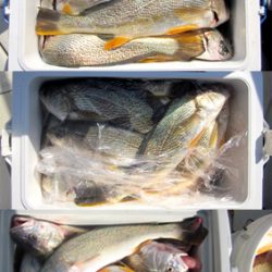 来温丸(らいおんまる) 釣果