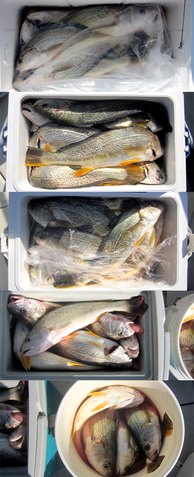 来温丸（らいおんまる） 釣果