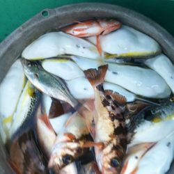 モンロー号 釣果