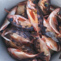 モンロー号 釣果