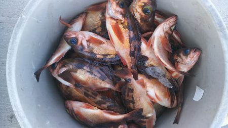 モンロー号 釣果