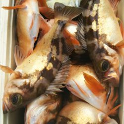 モンロー号 釣果