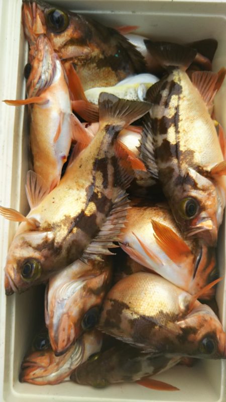 モンロー号 釣果