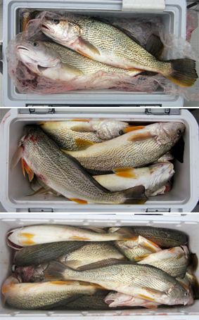 来温丸（らいおんまる） 釣果