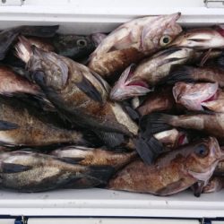 オーフリー 釣果