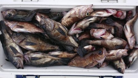 オーフリー 釣果