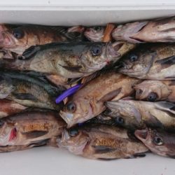 オーフリー 釣果