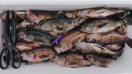 オーフリー 釣果