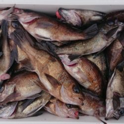 オーフリー 釣果