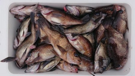 オーフリー 釣果