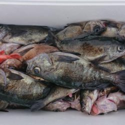 オーフリー 釣果