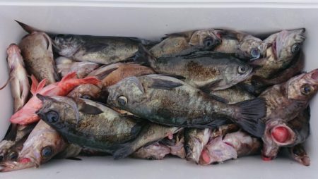 オーフリー 釣果