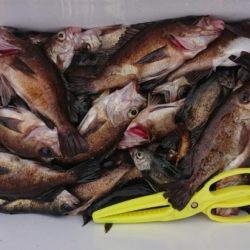 オーフリー 釣果