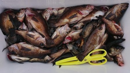 オーフリー 釣果