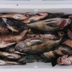 オーフリー 釣果