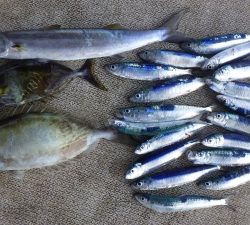 本部釣りイカダ 釣果