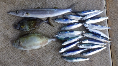 本部釣りイカダ 釣果