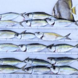 本部釣りイカダ 釣果