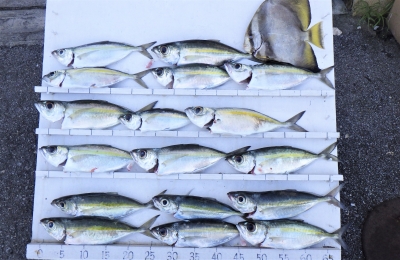 本部釣りイカダ 釣果