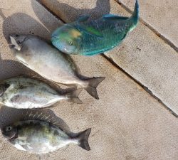 本部釣りイカダ 釣果