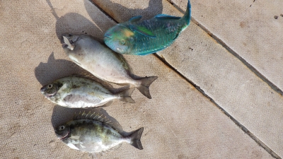 本部釣りイカダ 釣果