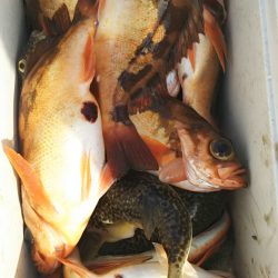 モンロー号 釣果