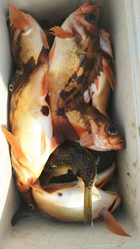 モンロー号 釣果