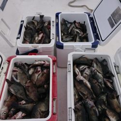 オーフリー 釣果