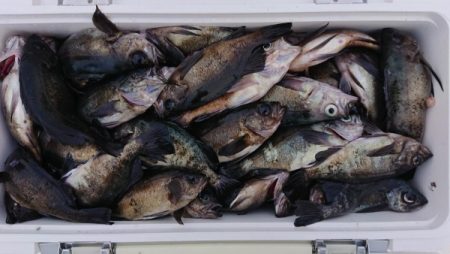 オーフリー 釣果