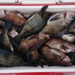 オーフリー 釣果