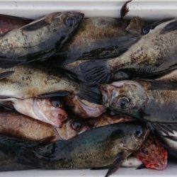 オーフリー 釣果