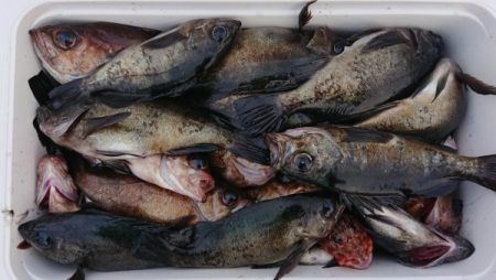 オーフリー 釣果