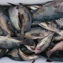 オーフリー 釣果