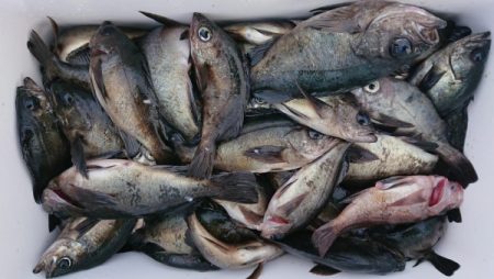 オーフリー 釣果