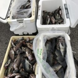 秀丸 釣果