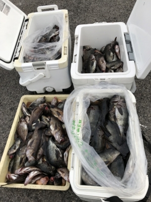 秀丸 釣果