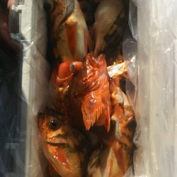 モンロー号 釣果