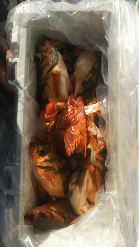 モンロー号 釣果