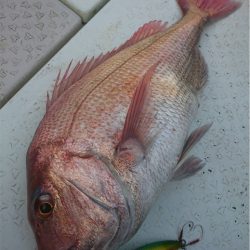 マタウマリンサービス 釣果