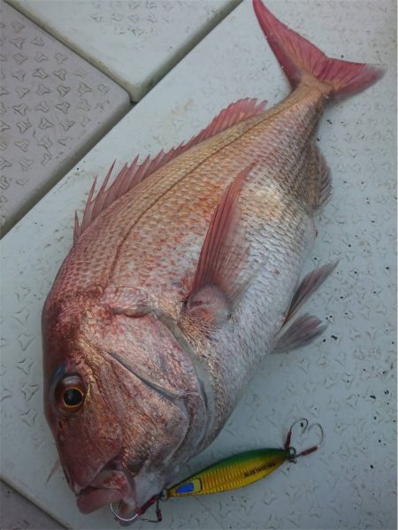 マタウマリンサービス 釣果