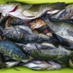 オーフリー 釣果