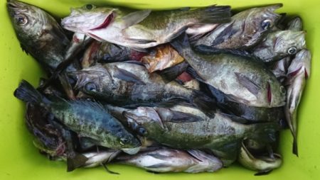 オーフリー 釣果