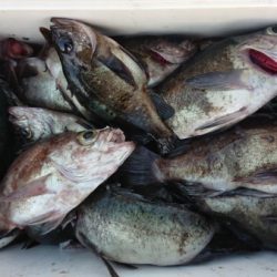 オーフリー 釣果