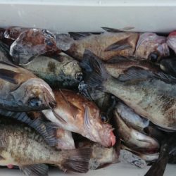 オーフリー 釣果