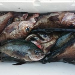 オーフリー 釣果