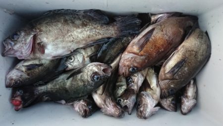 オーフリー 釣果