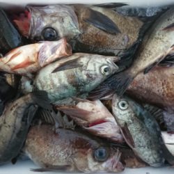 オーフリー 釣果