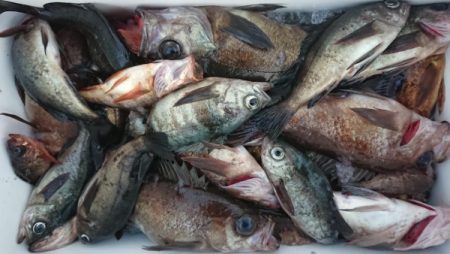 オーフリー 釣果