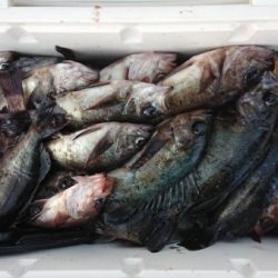 オーフリー 釣果