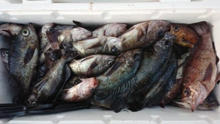 オーフリー 釣果